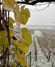 Waris Larmandier EARL image 13