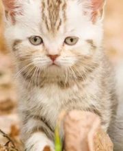 Millersville Animal Hospital image 4