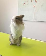 Cabinet Vétérinaire de Vésenaz Bild 3