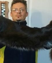 Allevamento Maine Coon Le Fate della Casa immagine 1