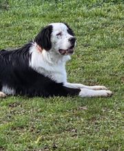 Agil'Canin 36 image 9