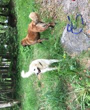 Lucky-Pets-Munich Bild 3