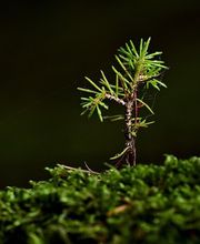 SERVICES BOIS ET FORETS image 5