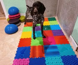 Dog Ways Hundecenter Bild 4