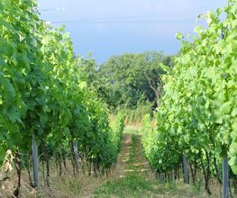 Brunner Weinmanufaktur AG Bild 9