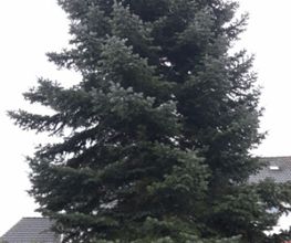 Baum fällen