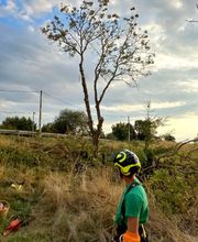 Lucas Andres Arboriste image 1