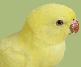 TIERKLINIK MITTELLAND AG Bild 2