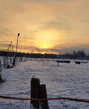 Blättler's Hundeschule Bild 7