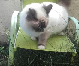 Canicat image 2