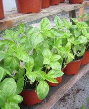 Pépinieres De L'Etang image 6