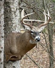 Arrowed 1 Taxidermy image 12