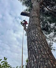 Sector Arbol imagen 11