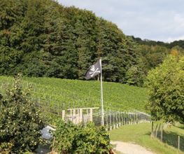 Bio Weingut Berghof Bild 2
