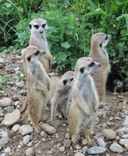 Tierklinik Au AG Bild 3