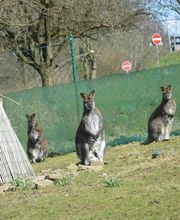 Outback-Lindlar Bild 3