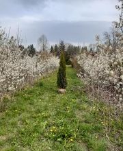 Baumschule Goßner Bild 14