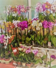 Gamm Vert - Nyons Nature image 2