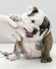 Loyalsock Animal Hospital image 5