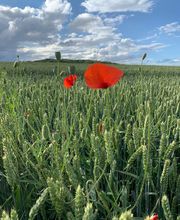 Ferme Des Trois Suissesses image 2