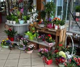 Blumen Haider Bild 8
