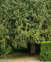 Qelaj Gartenbau GmbH Bild 5