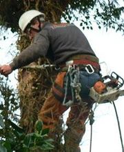 Mortelecque Ludovik image 9