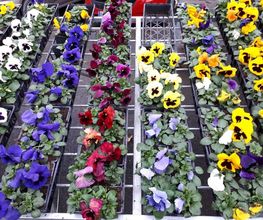 BJL Potager image 13