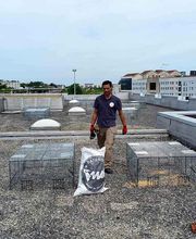 Punaises Nuisibles et Solutions image 11