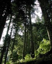 Foissac Pierre image 5