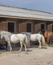 Poney Club Des Cinq Arpents image 7