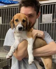 Paumanok Veterinary Hospital image 6