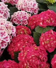 Blumen Steinhilber Weiden Bild 11