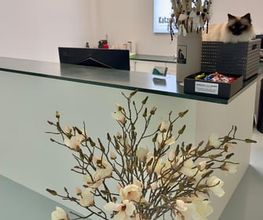 Katzen-Praxis.ch Bild 3