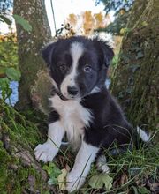 Elevage la Vallée des Petits Bois image 8