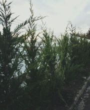 ULV creation de jardins Services image 7