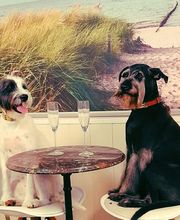 Hundesalon Farah Bild 8