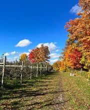 Sunrise Orchards image 10