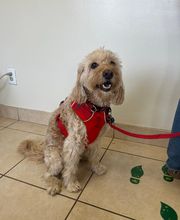Lincoln Avenue Cat & Dog Hospital image 1