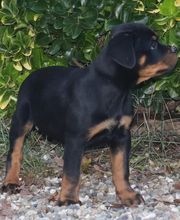 La Licorne Noire image 5