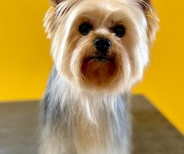Esprit Canin image 5