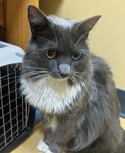 Southern Paws Animal Hospital image 16