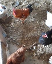 La Ferme du Morillon LFDM image 2