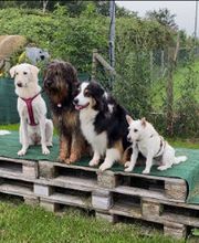 marionsalltagshunde mobile Hundetrainerin Bild 4