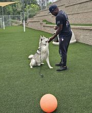 A Dog's World image 16