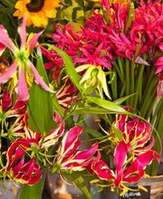 Aparte bloemen