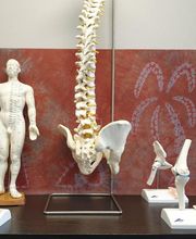 Anatomische modellen