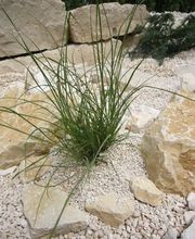 Madano Gartenbau & Gartenpflege Bild 5