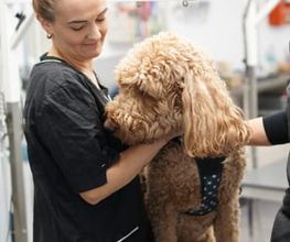 Doggrooming Ramstein Bild 9