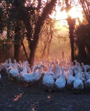 Canardises Des 3 Vallées image 5